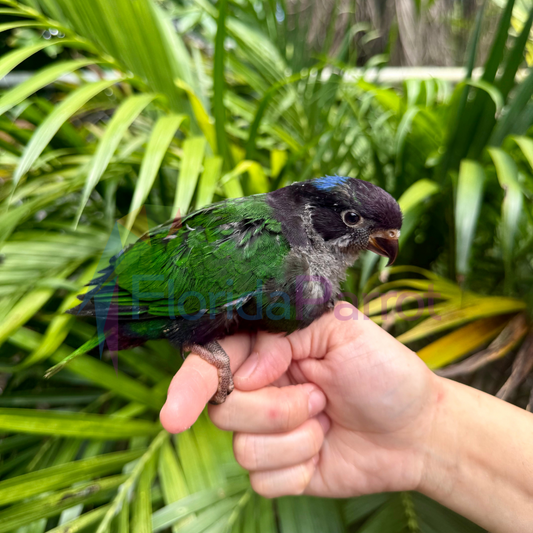 Melanistic Stella's Lorikeet