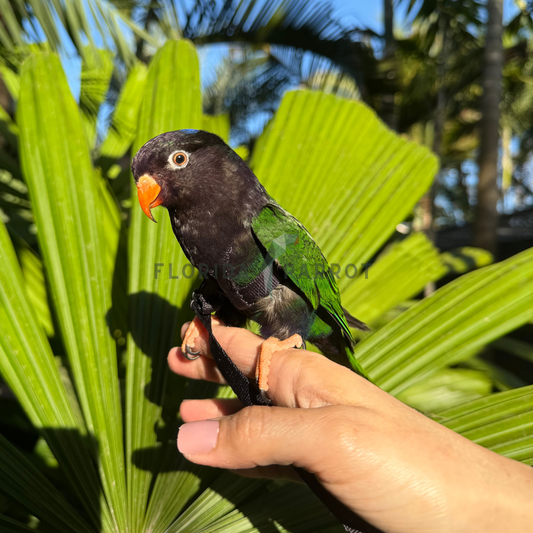 Melanistic Stella's Lorikeet