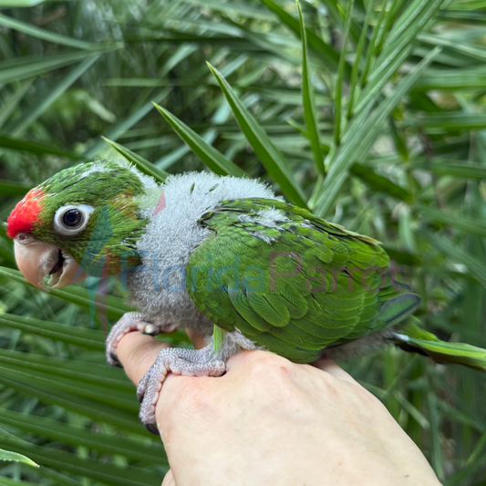 Mitred Conure