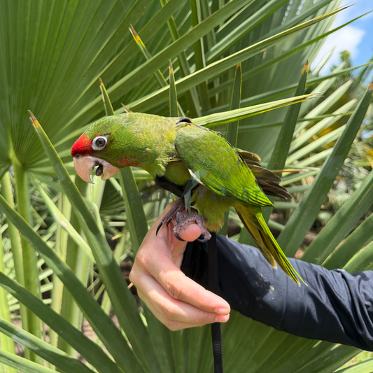Mitred Conure Baby