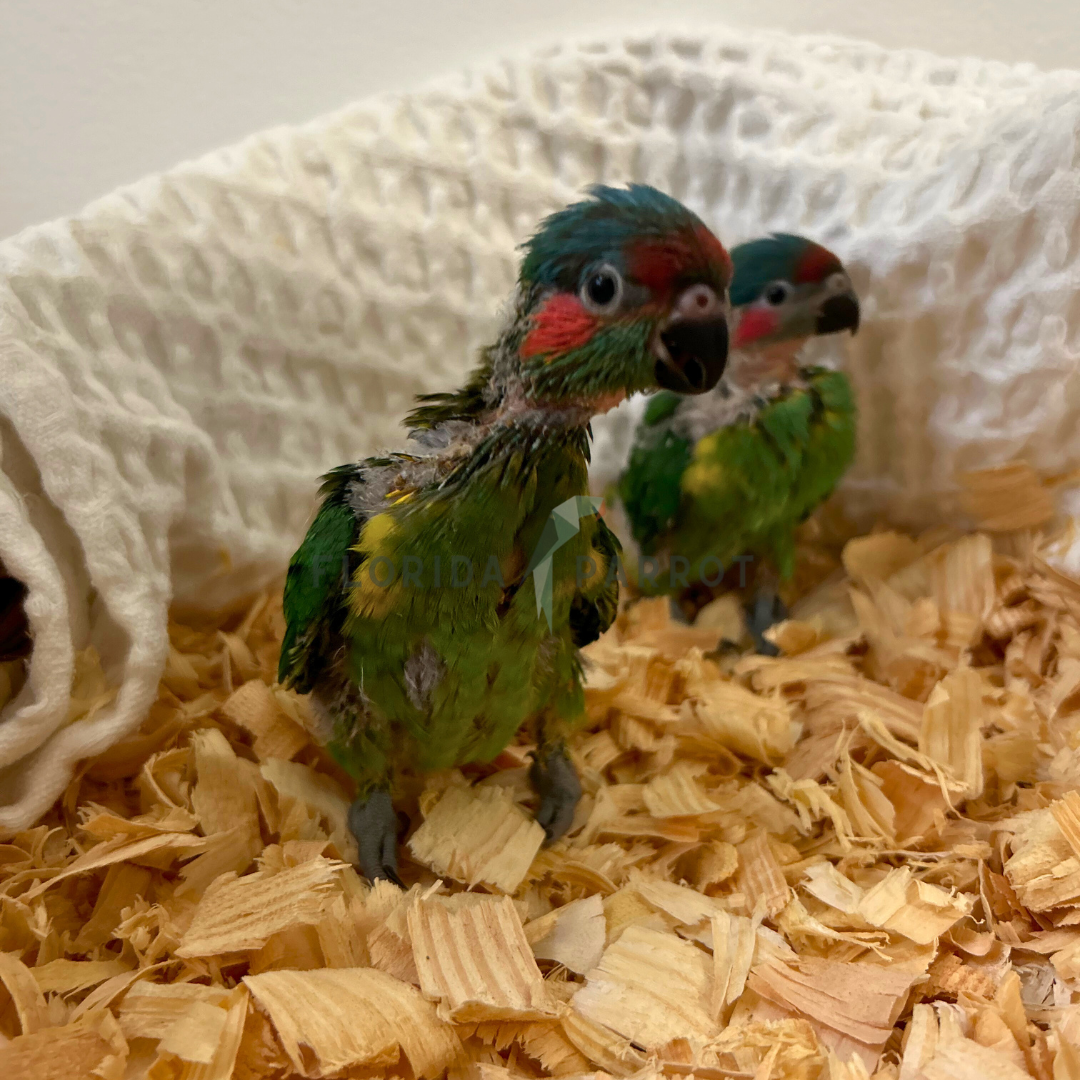Musk Lorikeet