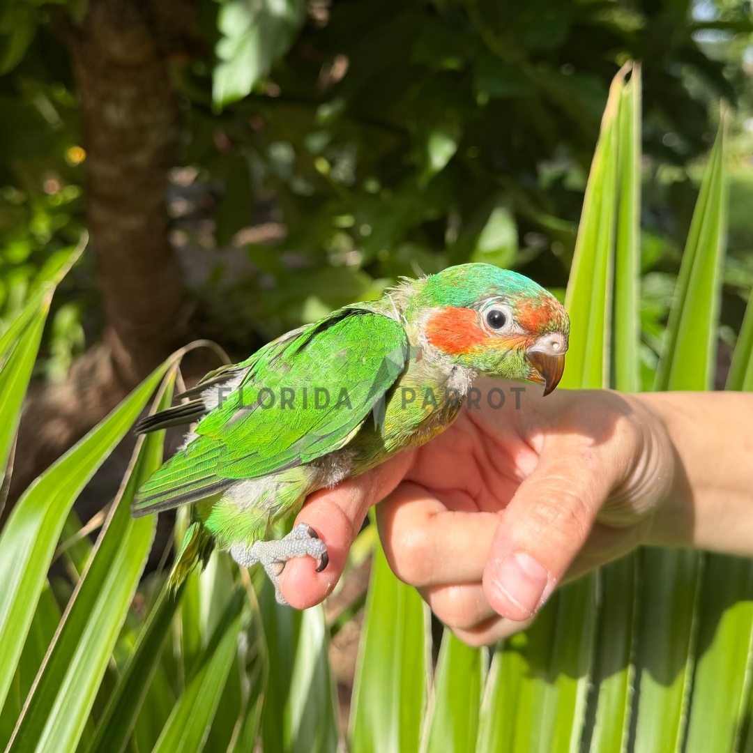 Musk Lorikeet baby