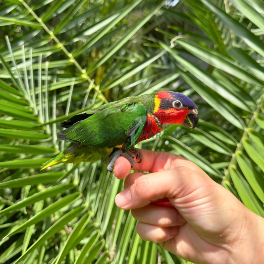 Ornate Lorikeet