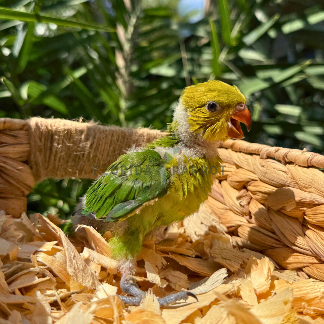 Perfect Lorikeet 