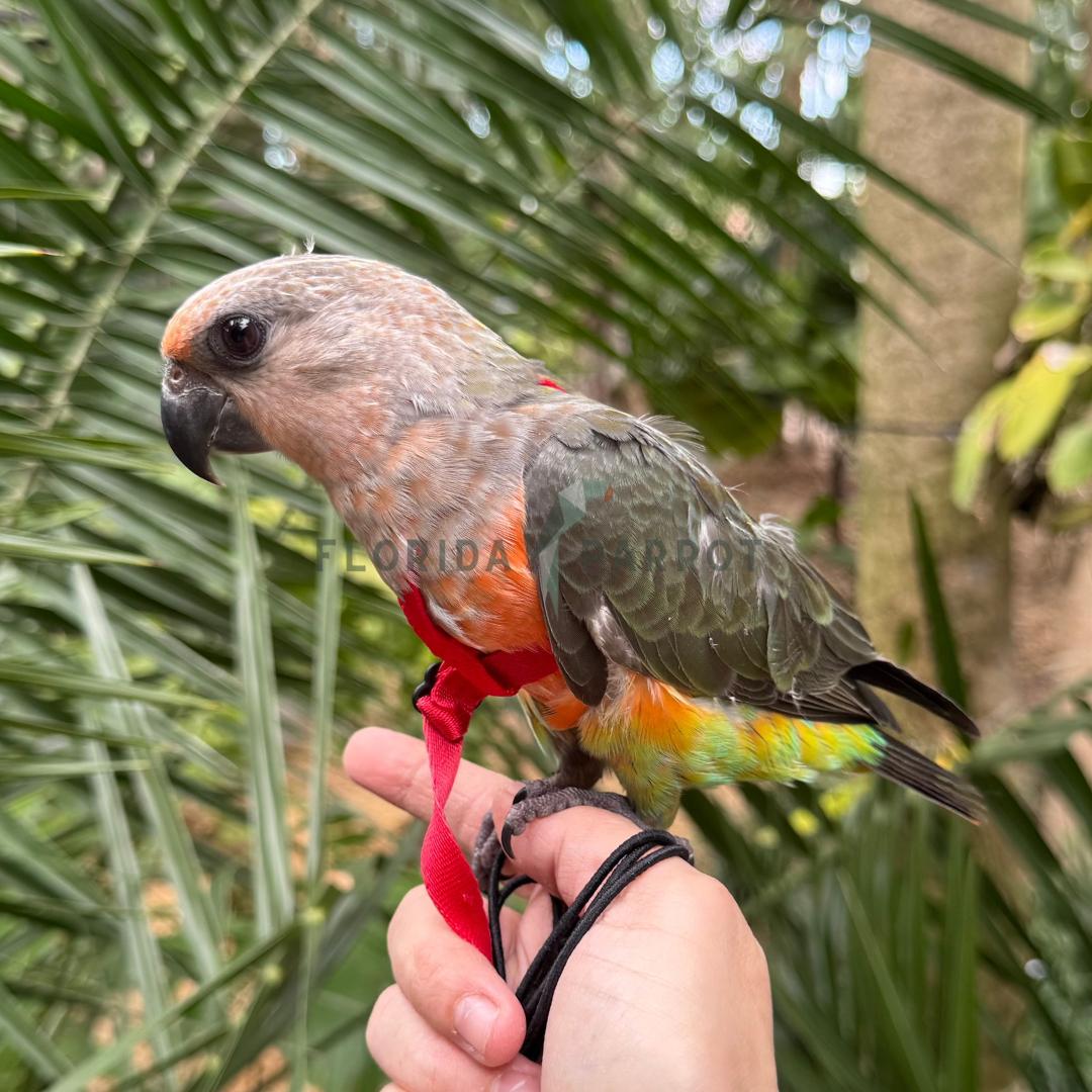Red Bellied Parrot
