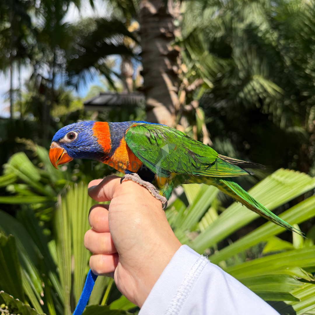 Red Collared Lorikeet