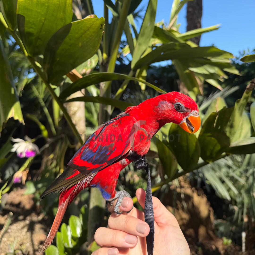Red Lory