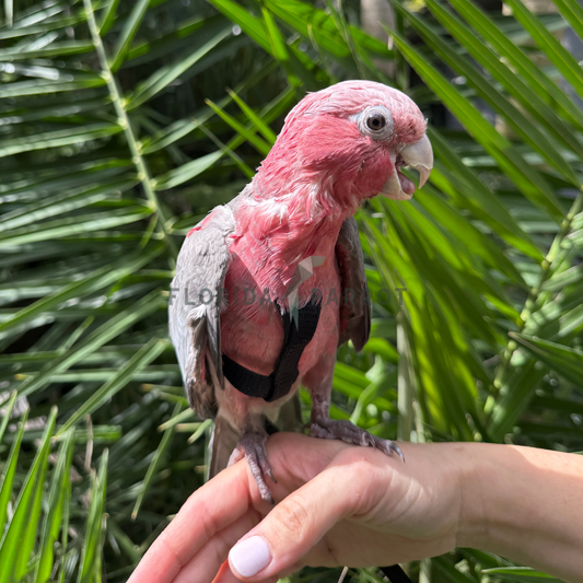 Rose Breasted Cockatoo