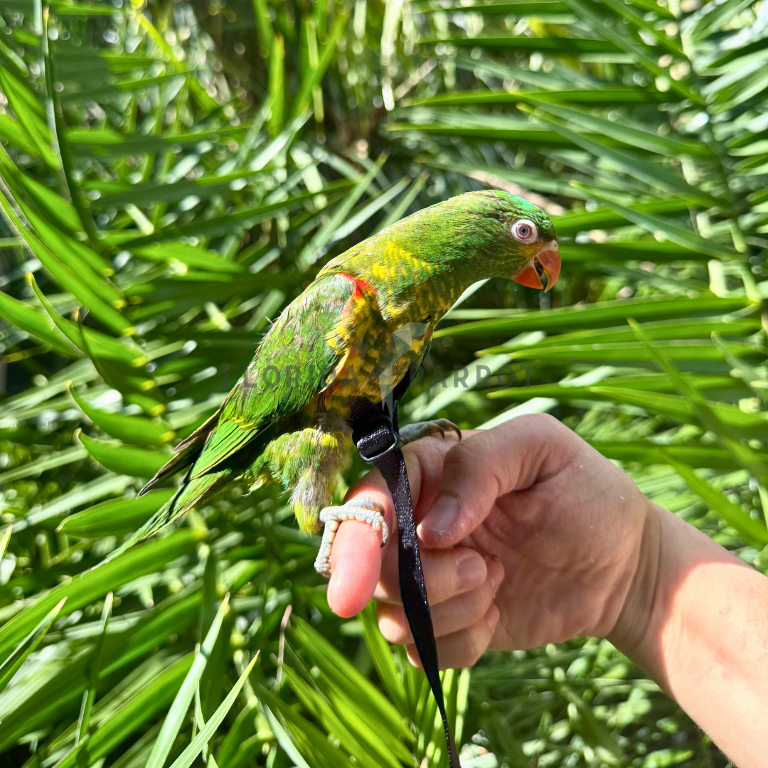 Scaly Breasted Lorikeet