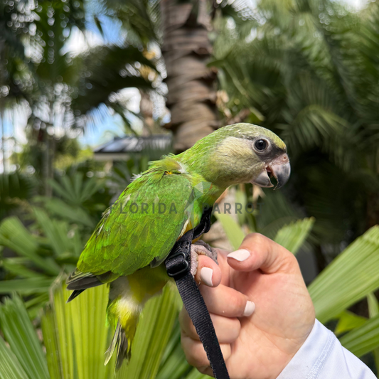 Senegal Parrot
