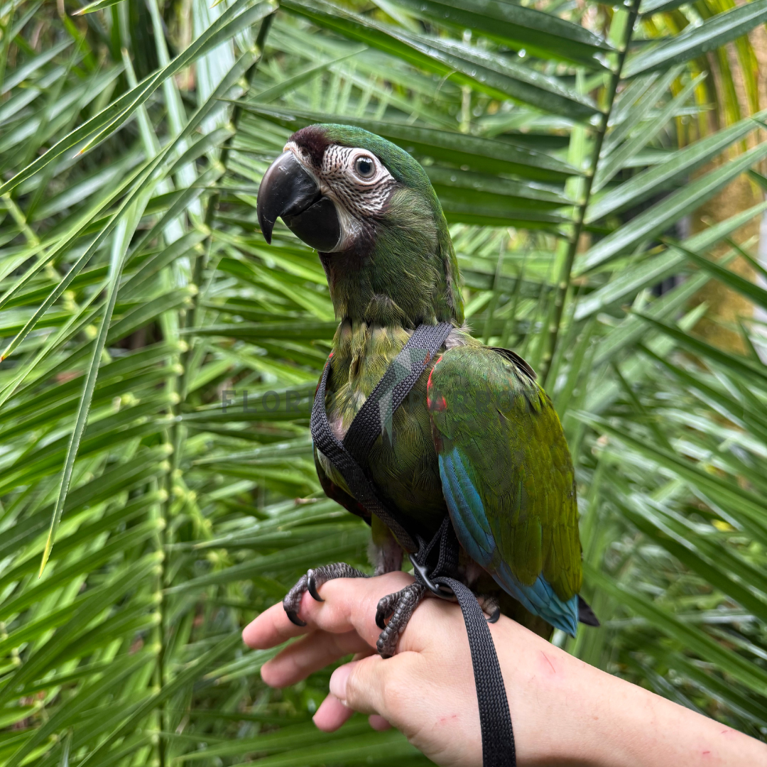 Severe Macaw