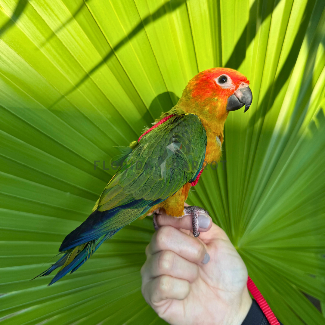 Sun Conure