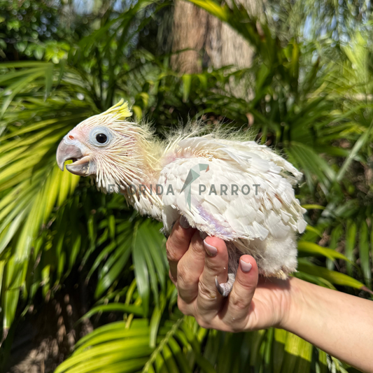 Triton Cockatoo