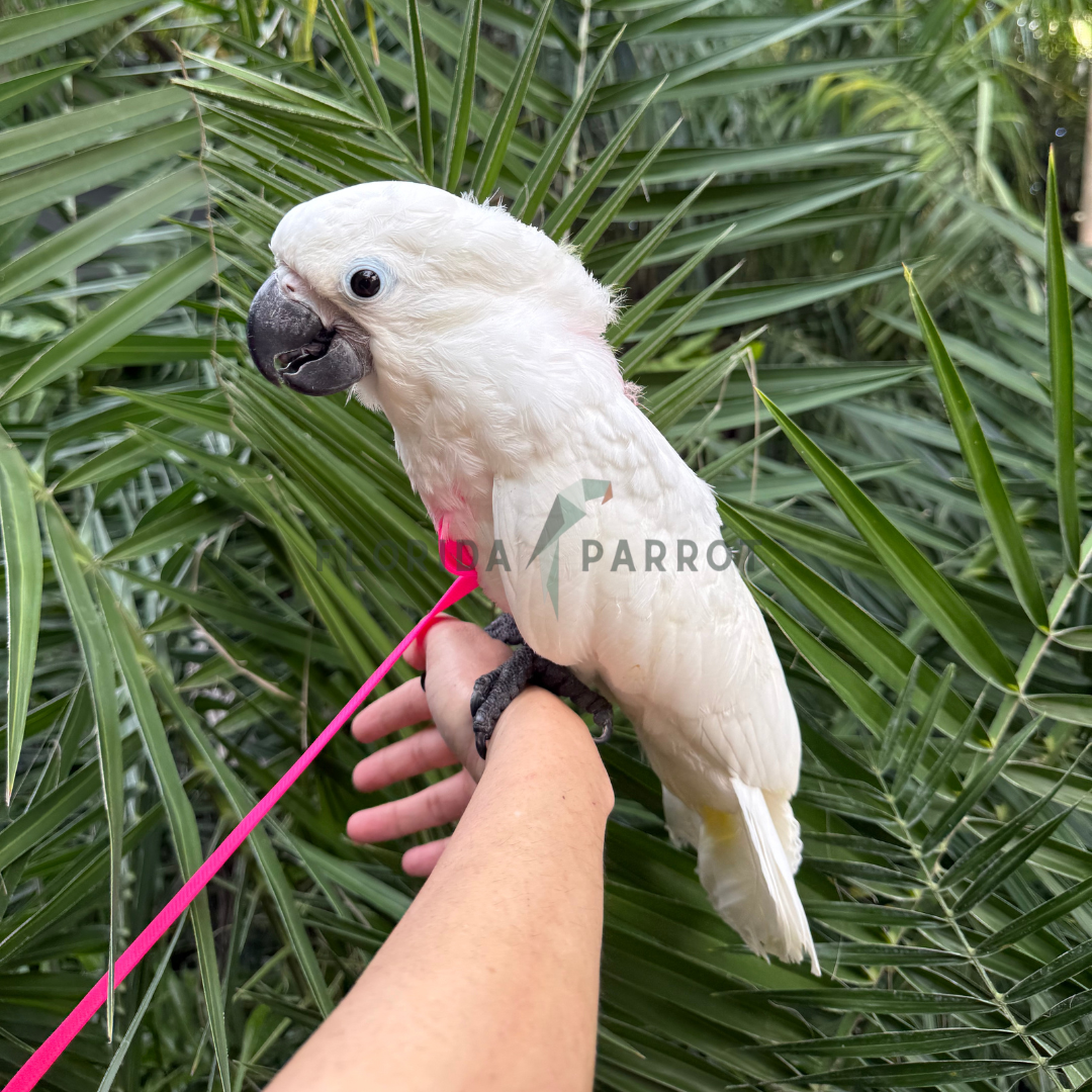 Umbrella Cockatoo