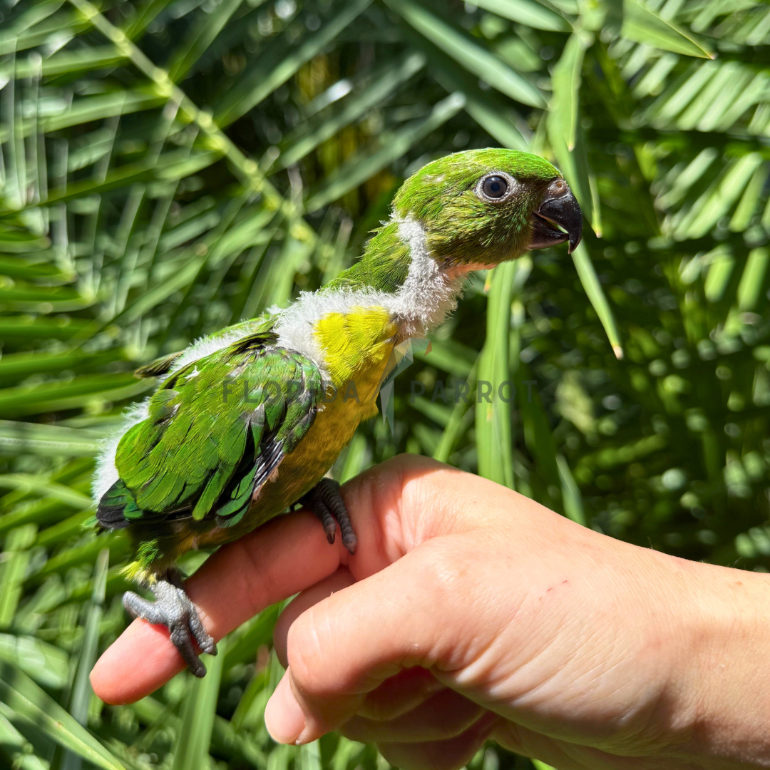 Webers Lorikeet