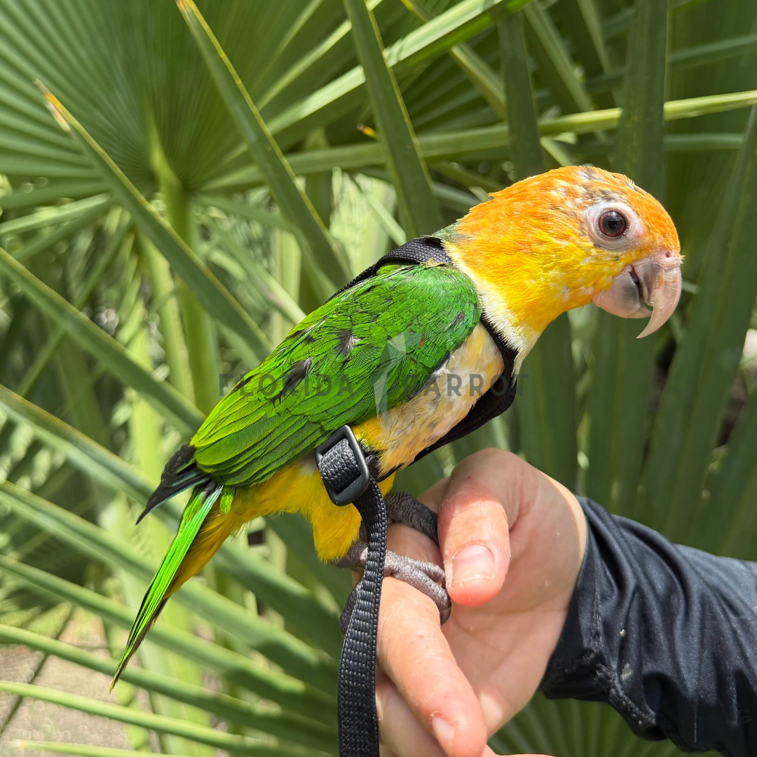White Bellied Caique Baby