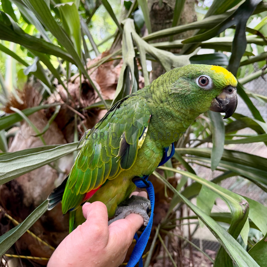 Yellow Crowned Amazon Parrot