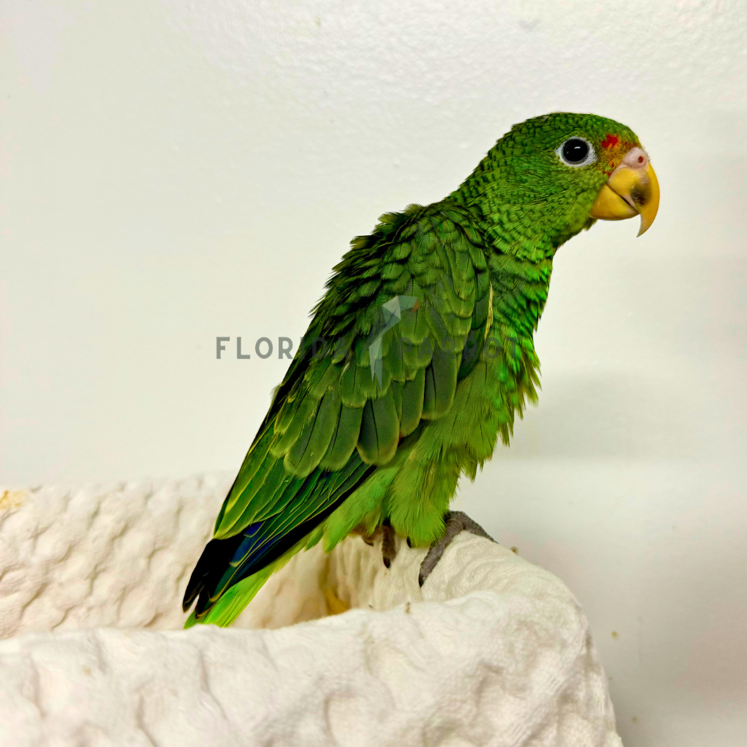 Yellow Lored Amazon