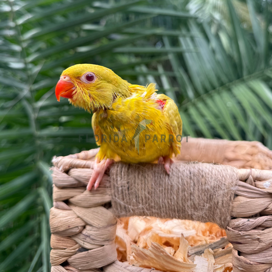 Yellow Scaly Breasted Lorikeet