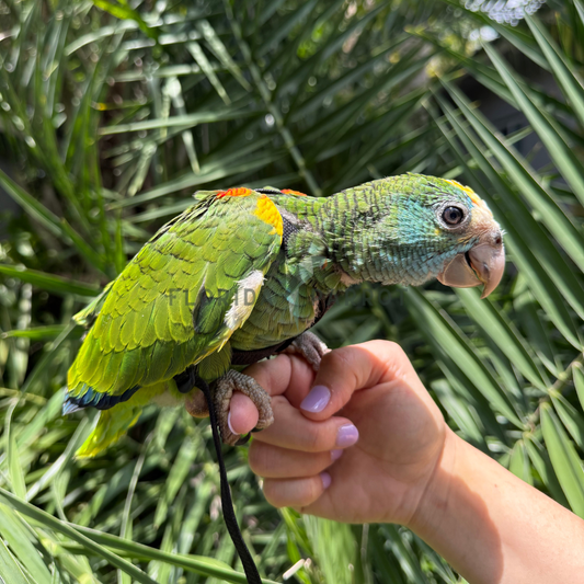 Yellow Shouldered Amazon 