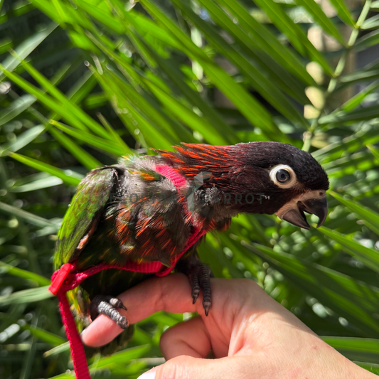 Yellow Streaked Lory