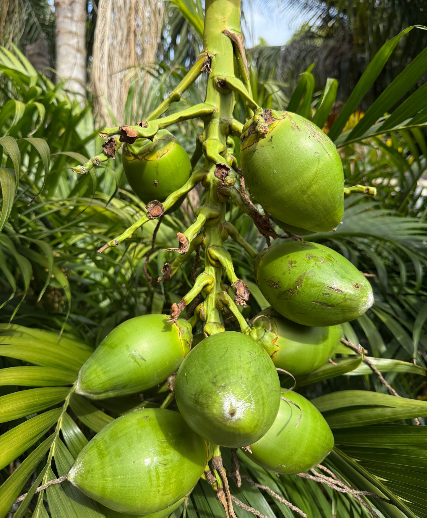 Tropical Enrichment image 1