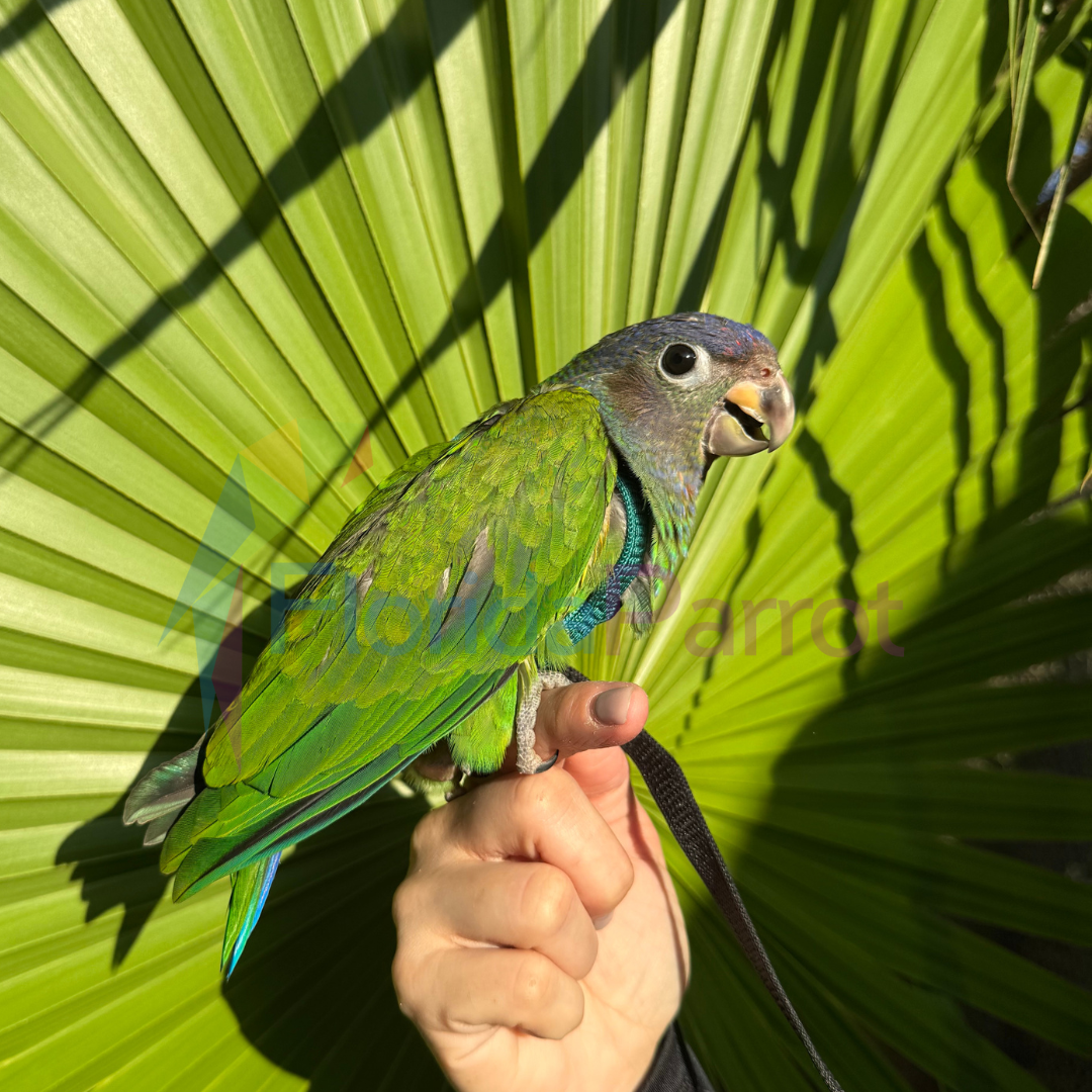 Blue Headed Pionus – Florida Parrot