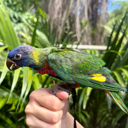 Blue Mountain Lorikeet image 0