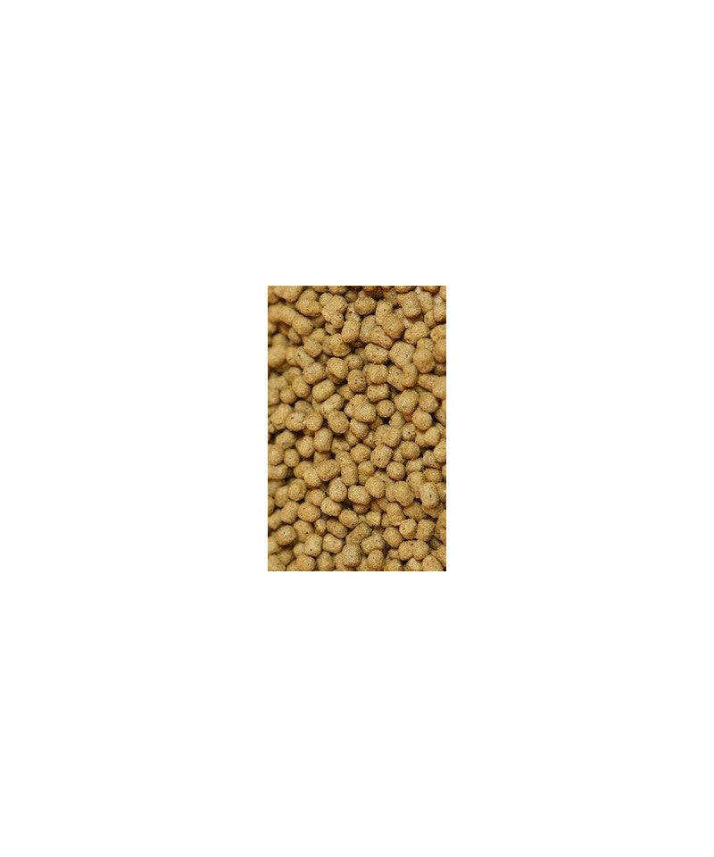 Psittacus Parrot Breeding image 1