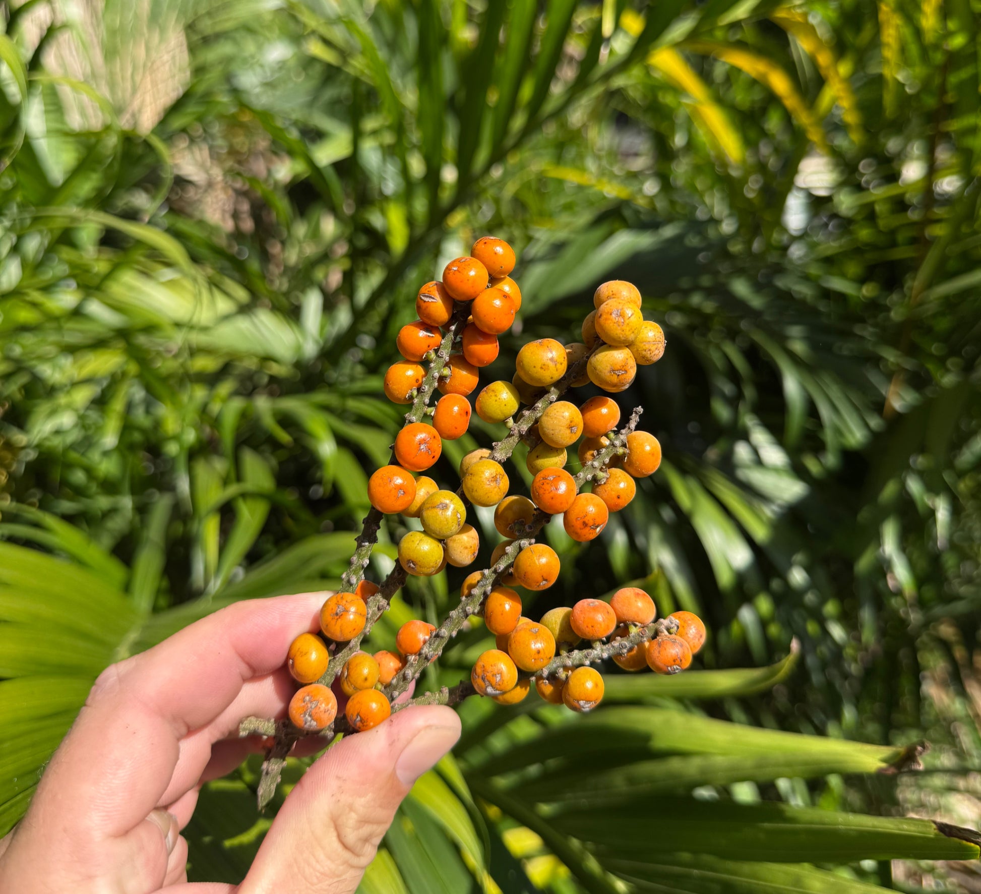 Tropical Enrichment image 4