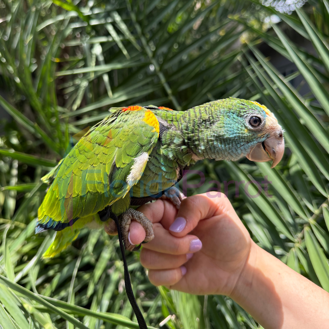Yellow Shoulder Amazon image 0