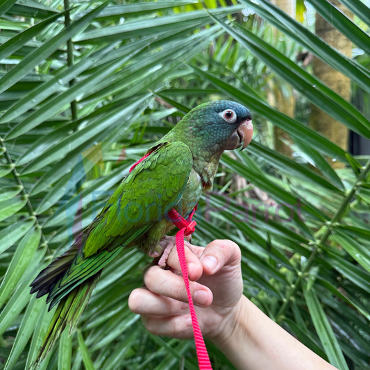Blue Crowned Conure image 0
