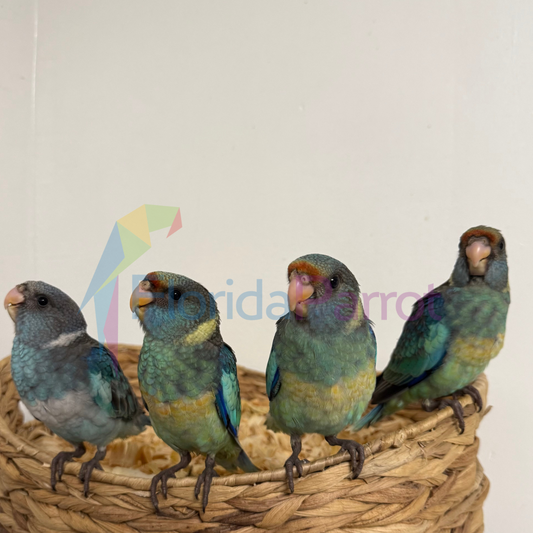 Barnards Parakeet image 0