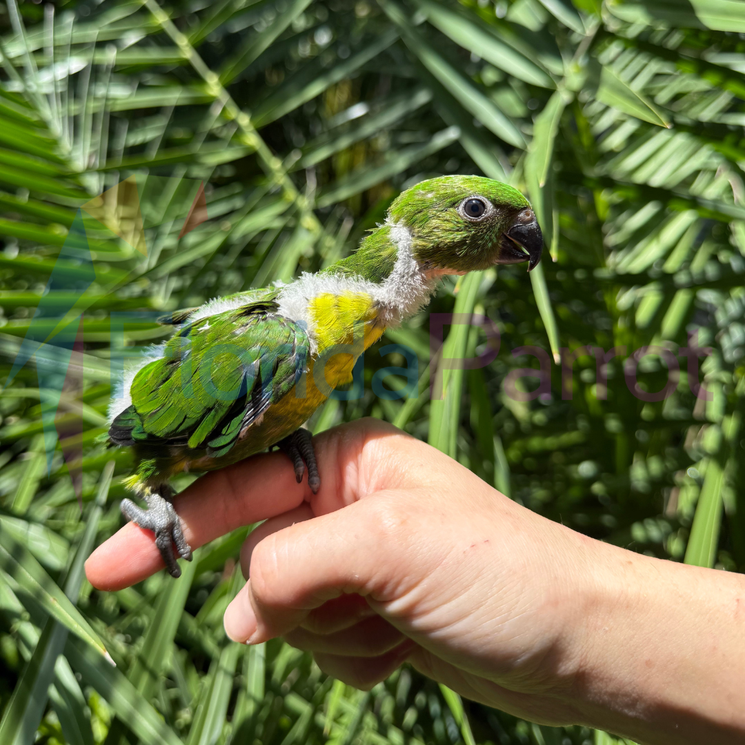 Weber's Lorikeet image 0
