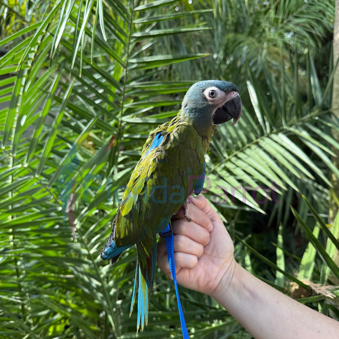 Blue Headed Macaw image 0