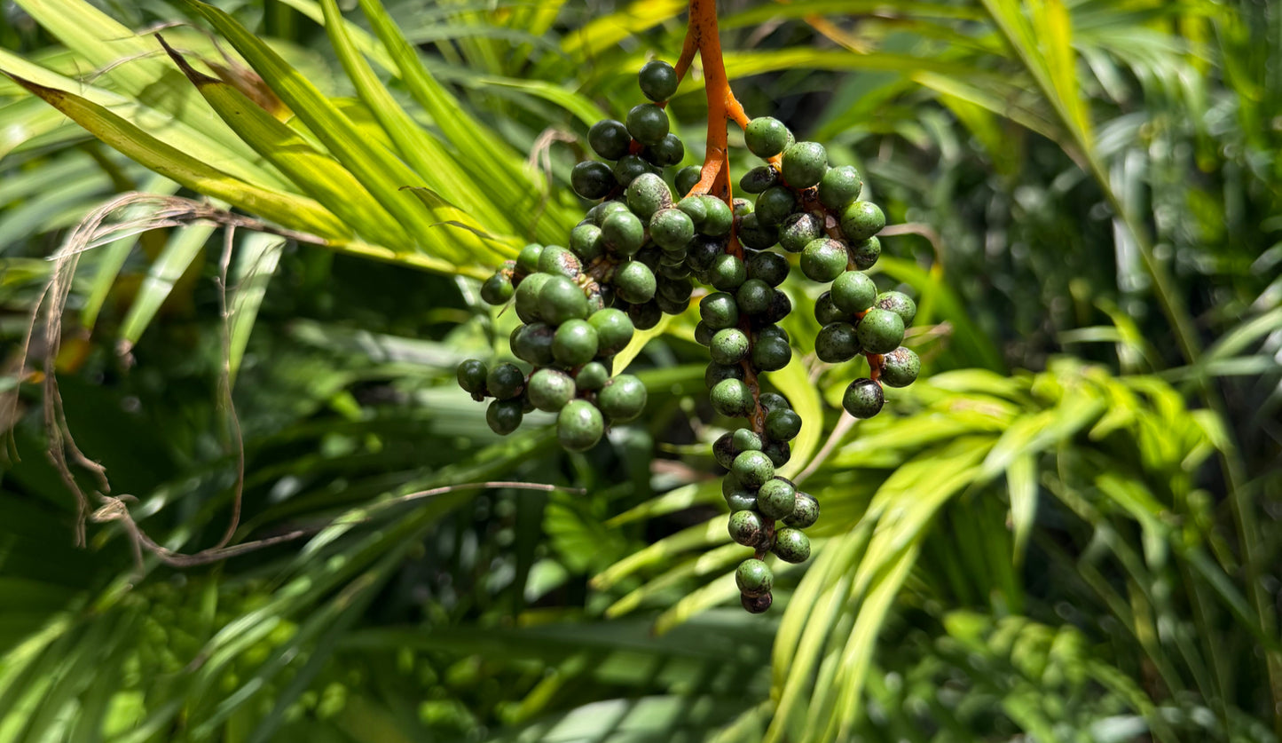 Tropical Enrichment image 6