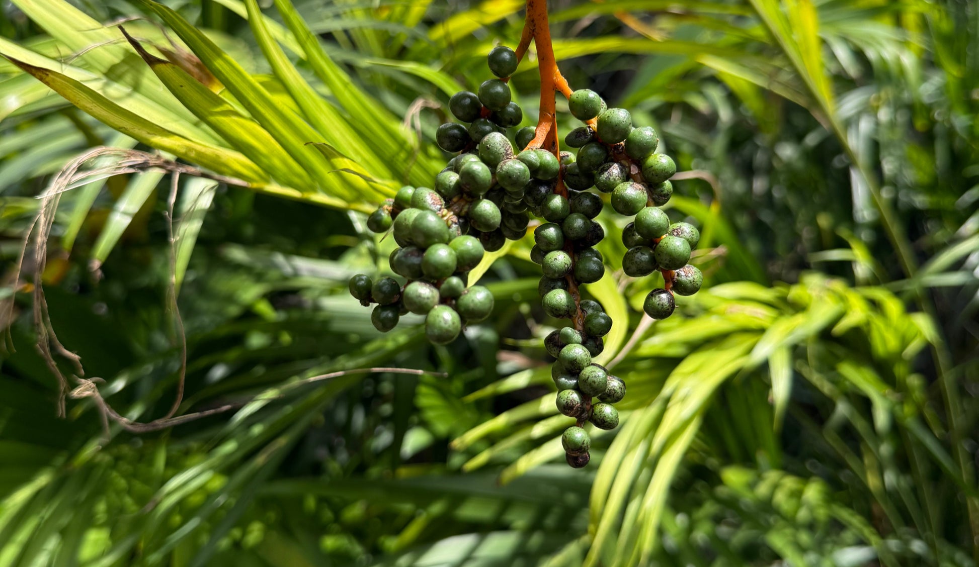 Tropical Enrichment image 6