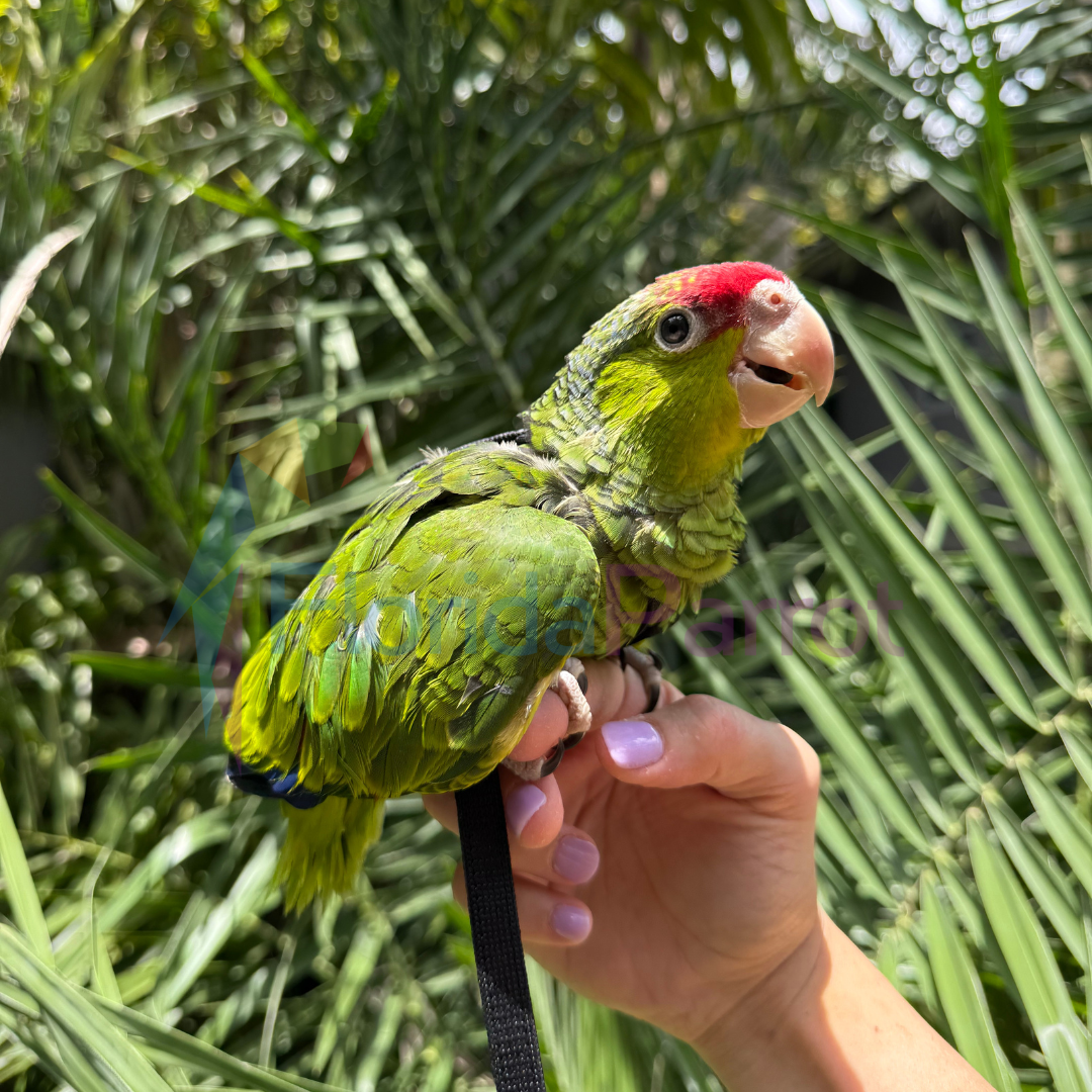 Lilac Crowned Amazon image 0