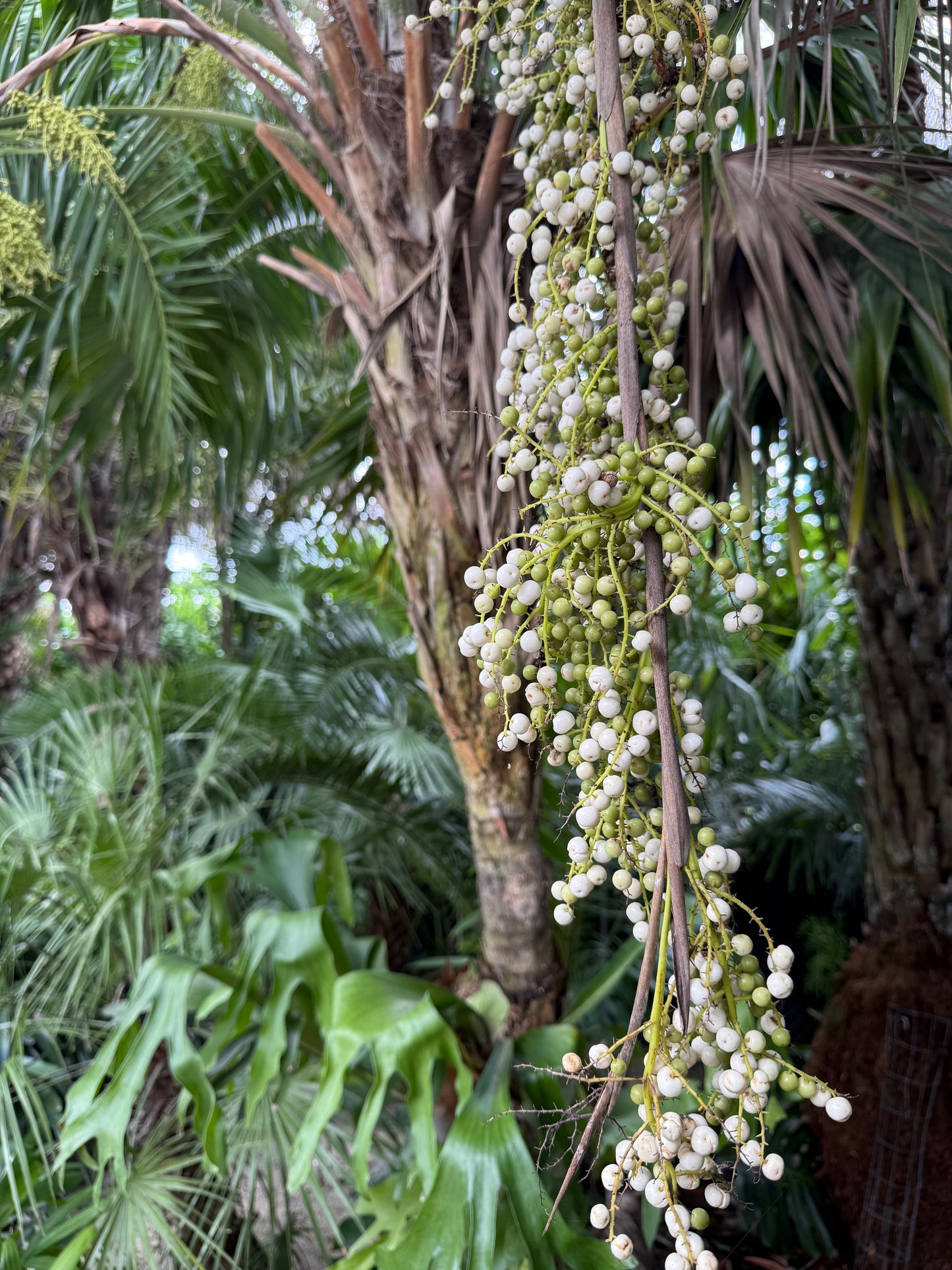 Tropical Enrichment image 7