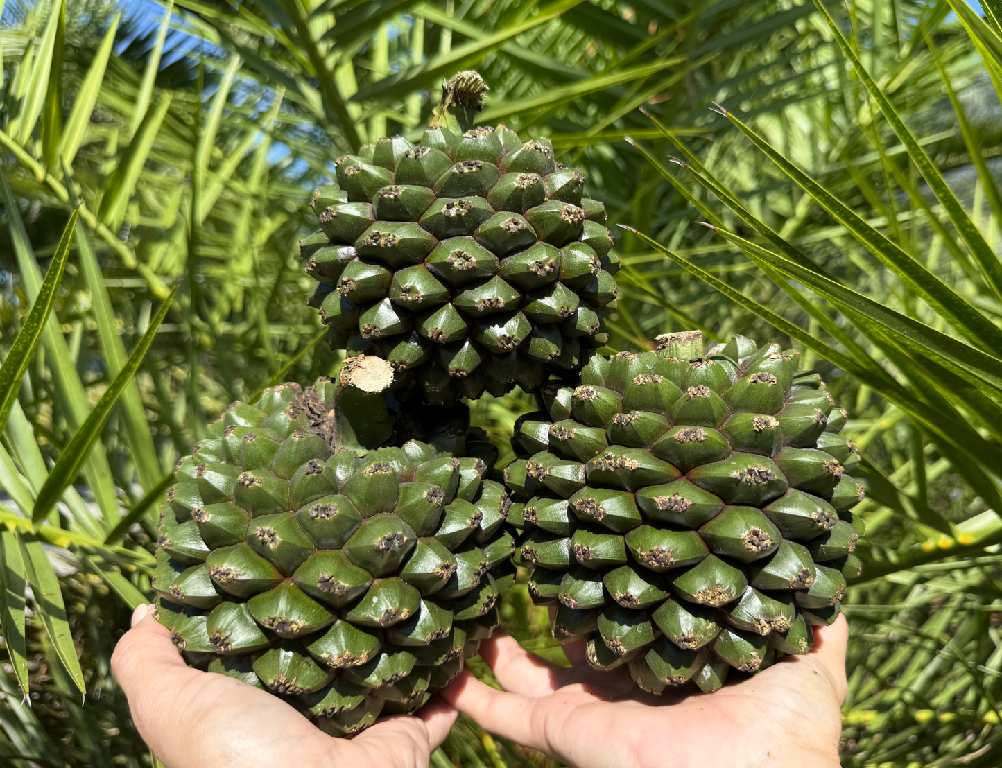 Pandanus Enrichment image 0